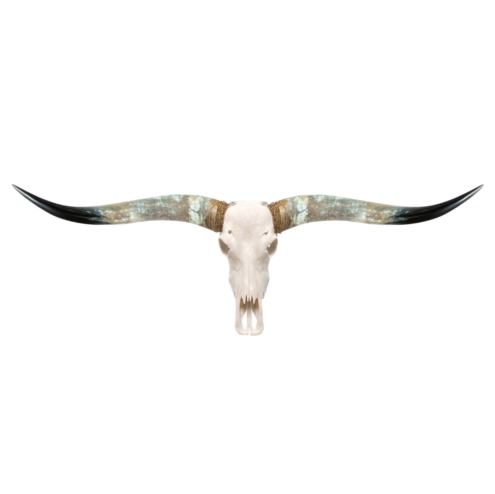 White Storm Longhorn Skull