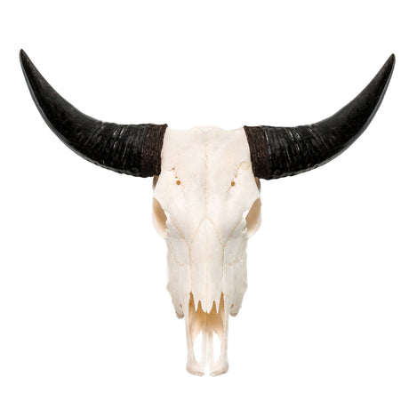 Cow Skull - White Storm