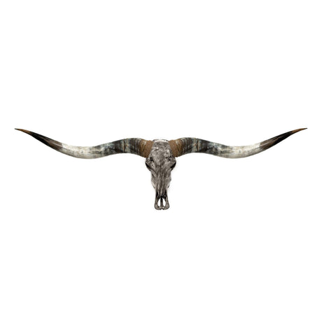 Longhorn Skull // XL Horns - Gray Storm