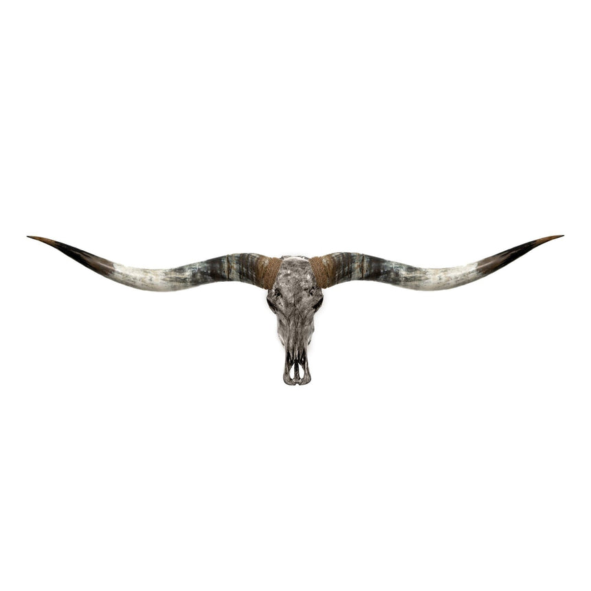 Longhorn Skull // XL Horns - Gray Storm – Skull Bliss