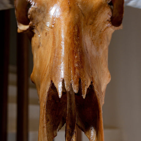 Longhorn Skull - Antique Storm