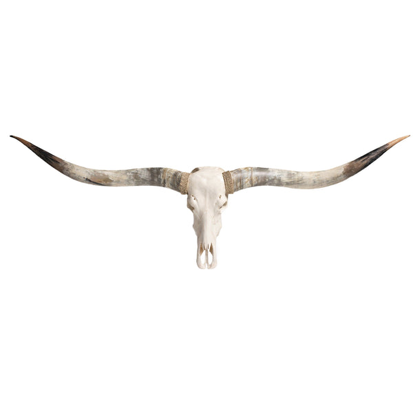 Longhorn Skull // XL Horns - White Storm – Skull Bliss
