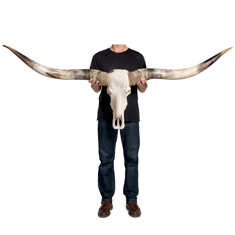 Longhorn Skull // XL Horns - White Storm – Skull Bliss