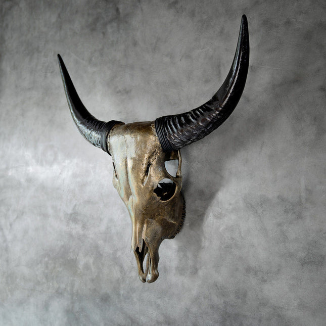 cow skull side view
