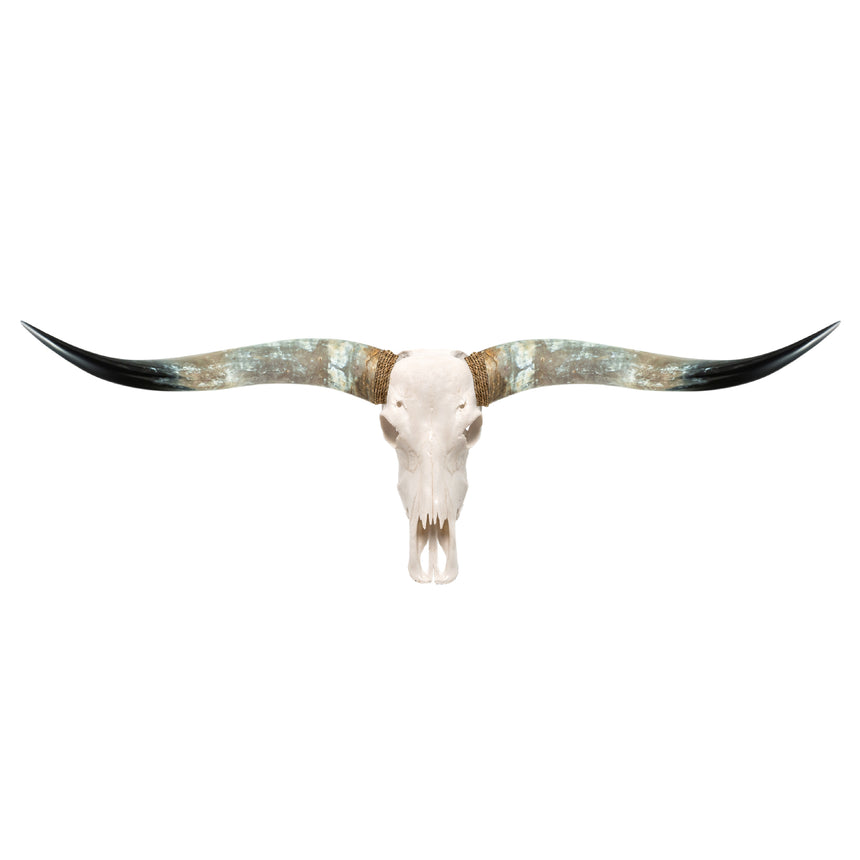 Handmade Mounted shops cow skull