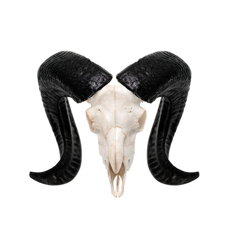 Ram Skull - White Storm