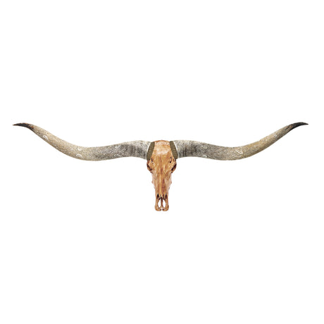 Longhorn Skull // XL Horns - Antique Storm