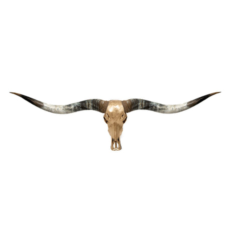 Longhorn Skull // XL Horns - Golden Storm