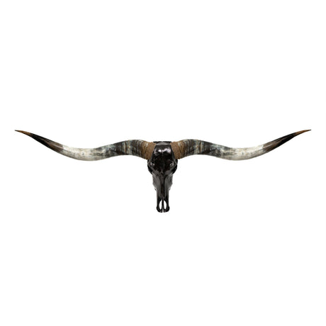 Longhorn Skull // XL Horns - Black Storm