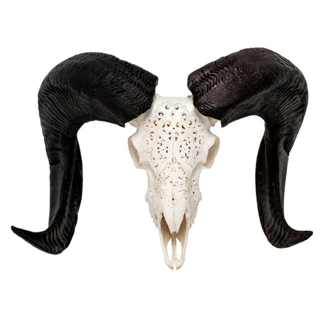 Hand Carved Ram Skull - White Phantom