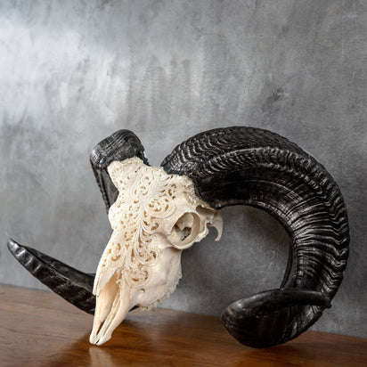 Hand Carved Ram Skull - White Phoenix – Skull Bliss