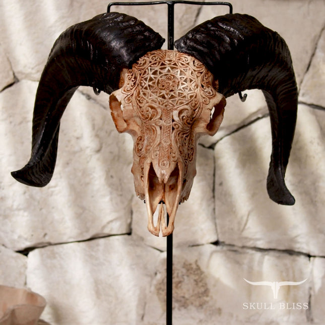Hand Carved Ram Skull - Antique Sun – Skull Bliss